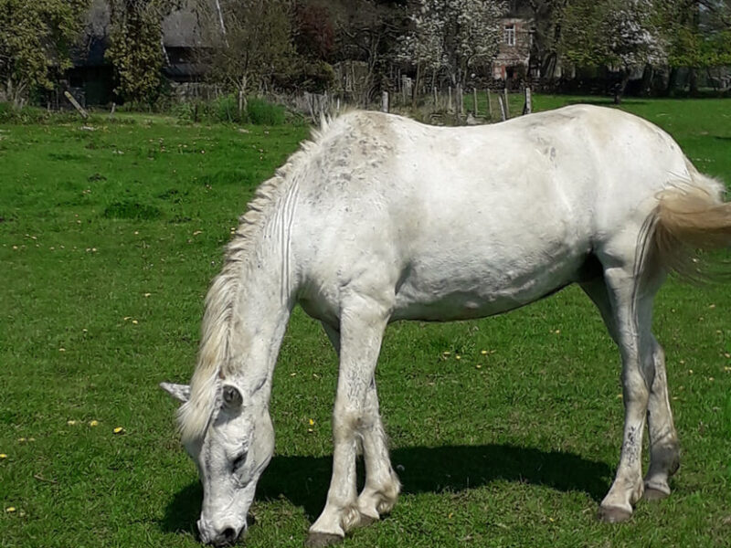 cheval blanc dans pres