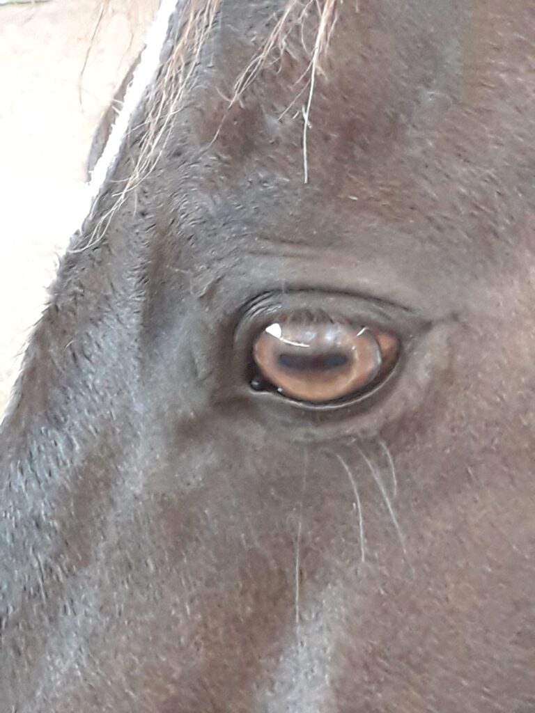 oeil de cheval